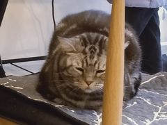 -平行世界·猫咖(首经贸店)