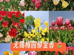 -无锡梅园公园