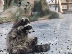 -海合安成都极地海洋公园