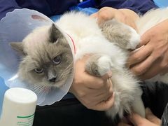-中农国际动物医院24小时·猫科·骨科·急重症中心