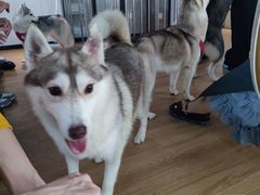 -Husky Go! 哈士奇体验馆·宠物咖啡厅狗咖