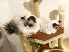 -喵喵咪呀布偶猫咖(春熙路店)