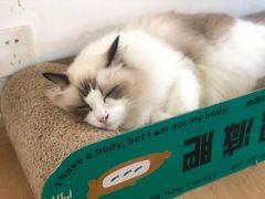 -猫在这儿猫咪咖啡馆·撸猫馆