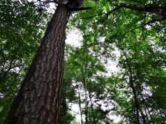 -五营红松林海景区