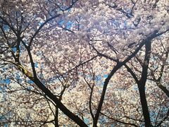 -长木花园