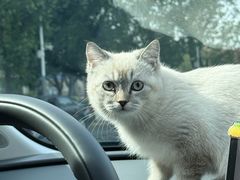 -瑞鹏宠物医院·夜间急症·心超·猫科(祖庙分店)