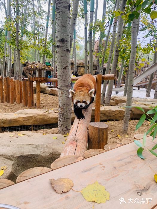 北京野生动物园图片