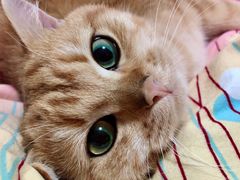 -东方名猫馆·英短金渐层布偶猫舍(环线广场1号楼店)