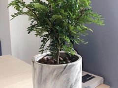 -双季花艺园艺市场(浦东店)