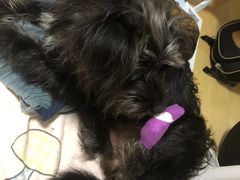 -艾贝尔宠物医院·狂犬免疫点(江山金象城店)