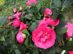 -深圳国际园林花卉博览园