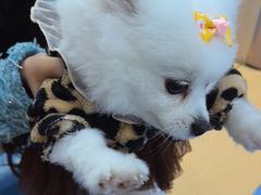 -天使宠物医院·犬猫分诊(彩虹店)