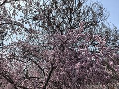 -桃花堤公园