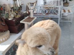 -共舞时光猫咖·狗咖(新街口店)