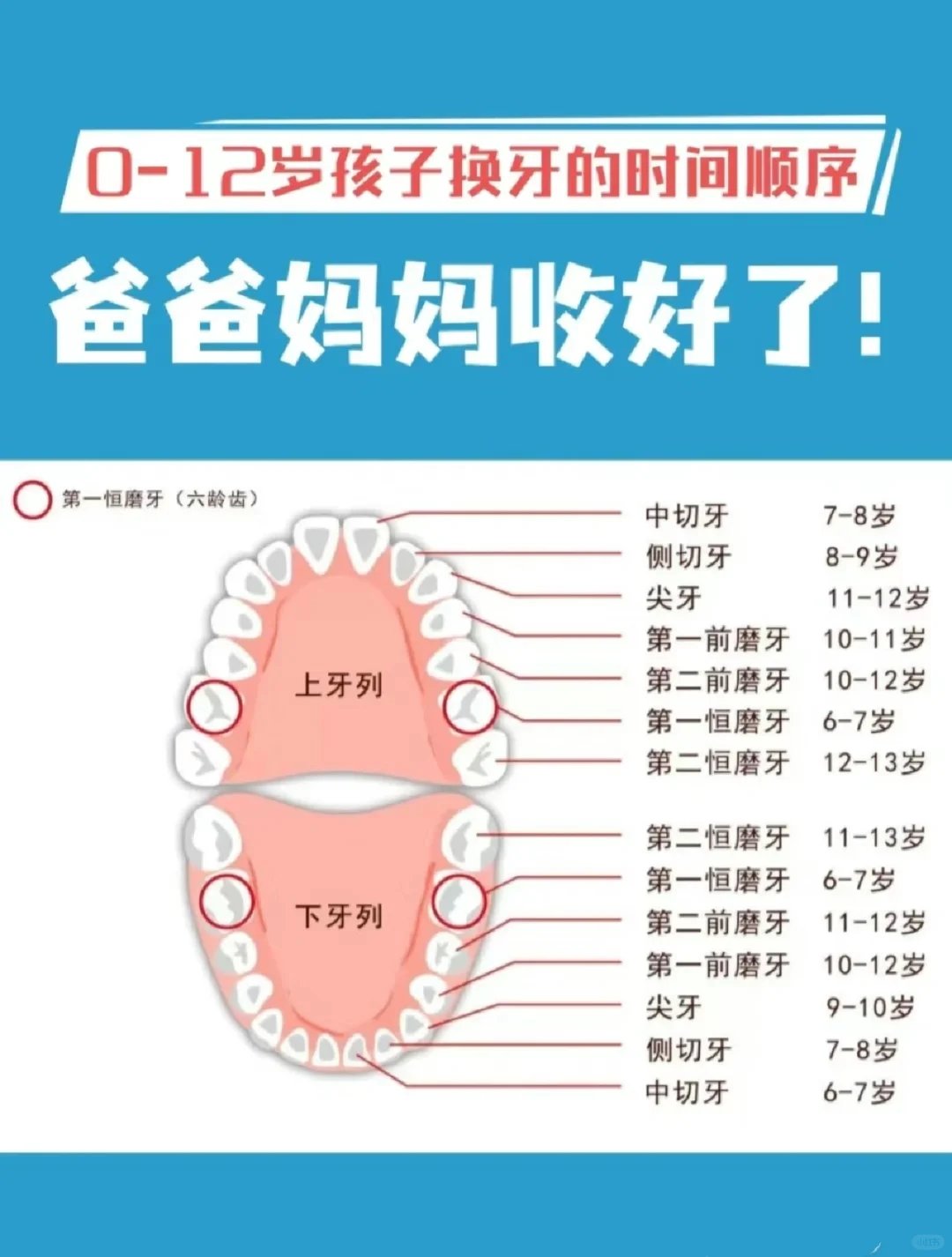 长牙顺序图28颗图片