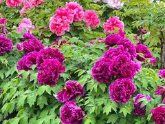 -曹州百花园