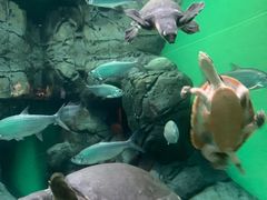 -上海海洋水族馆