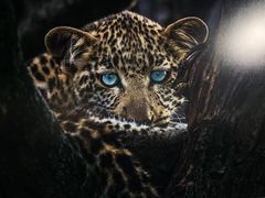 -罗红摄影艺术馆