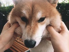 -柴犬高等学院·狗咖·柴犬售卖·宠物训练