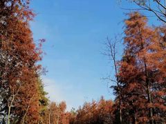 -上海海湾国家森林公园