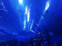 -成都浩海立方海洋公园