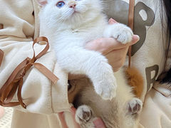-lincat·猫舍(广州店)