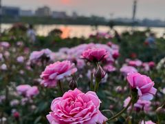 -立新湖公园