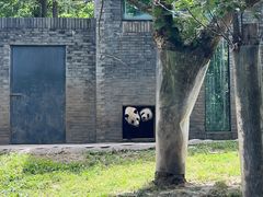 -都江堰中华大熊猫苑