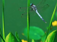 -国家植物园南园