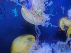 -珠海长隆海洋王国