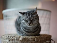 -猫儿山۰猫主题餐厅