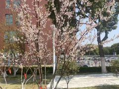-上海松江区迪笙幼儿园