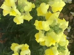 -松山湖梦幻百花洲