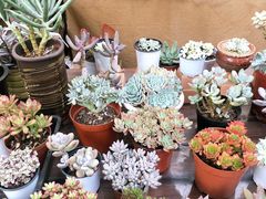 -秦美花卉(天朗·莱茵小城2期店)