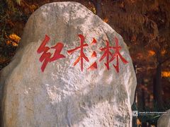 -合肥滨湖国家森林公园