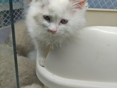 -喵的天空名猫咖啡馆·撸猫·猫舍·用品