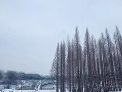 -紫金山山顶公园