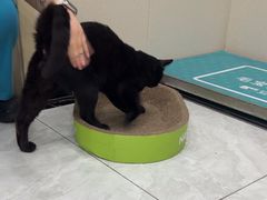-安安宠医宠物医院·异宠·犬猫内科(岳阳分院)