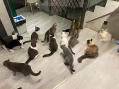 -猫儿山۰猫主题餐厅