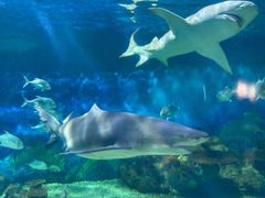 -烟台海昌鲸鲨海洋公园