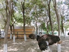 -长白岛森林公园