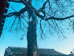 -SUSU·苏苏(四合院创始店)