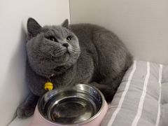 -喵zoo家庭繁育猫舍(尖东智能花园店)