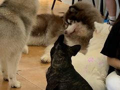 -Let's go狗咖·猫咖·奶狗·桌游(春熙路IFS店)