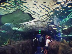 -悉尼海洋生物水族馆