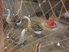 -鱼窝棚柴火铁锅炖(富山屯店)