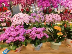 -双季花艺园艺市场(浦东店)