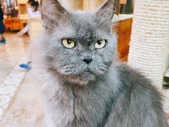 -more than meow吴止猫主题餐厅(承德 中船汇店)