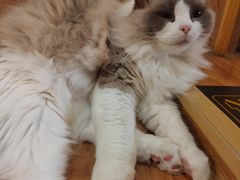 -MOCHA明星猫咖(田子坊店)