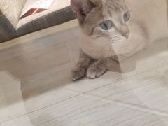 -藏猫猫咖啡主题馆(中央大道店)